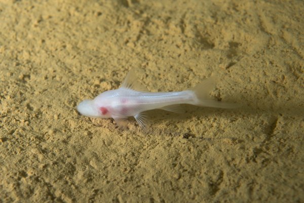 牛鑫所 地心无名者