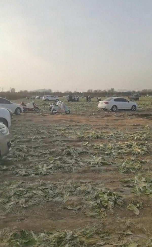 广盛网  听信网络视频，数百人在内蒙古一菜地“免费摘白菜”，承包人损失近百万